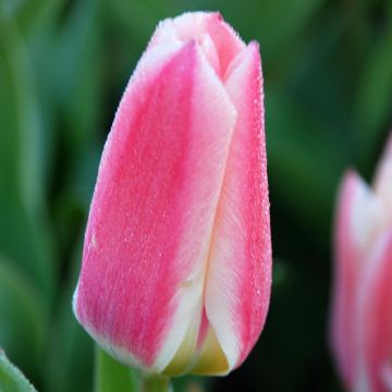 Tulipano fosteriana Rosy Dream