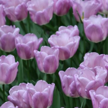 Tulipano Trionfo Magic Lavender