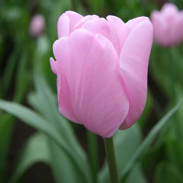 Tulipano Pink Diamond
