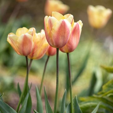 Tulipano Trionfo Apricot Foxx
