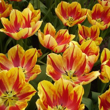 Tulipano Trionfo Augusta Taurinorum