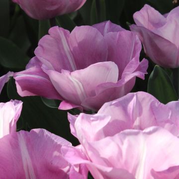 Tulipano Trionfo Carré