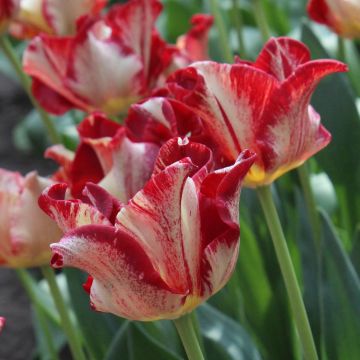 Tulipano Trionfo Flaming Crown