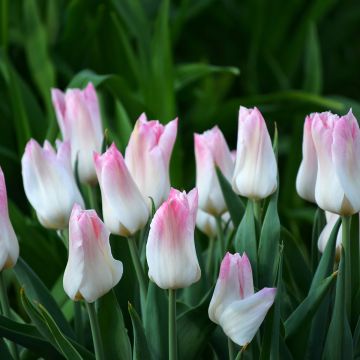 Tulipano Trionfo Kyoko Takahashi