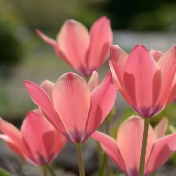 Tulipano clusiana Annika