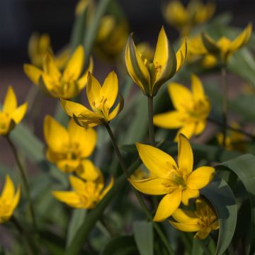 Tulipano neustruevae - Tulipano botanico