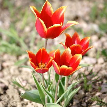 Tulipano schrenkii - Tulipano selvatico
