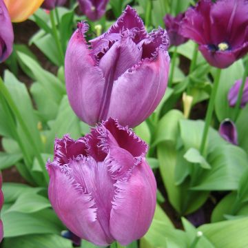 Tulipano sfrangiato Curly Sue