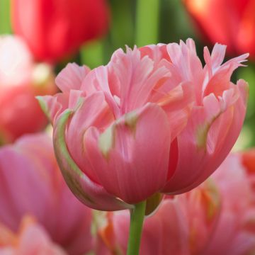 Tulipano Menton Unique