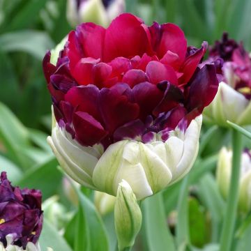 Tulipano Pop Up Purple