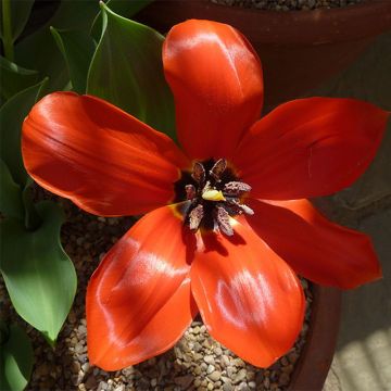 Tulipano Fosteriana Princeps*