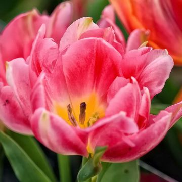 Tulipano Peach Blossom