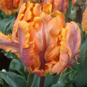 Tulipano Pappagallo Princesse Irene Parrot