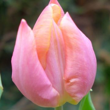 Tulipano semplice precoce Salmon Prince