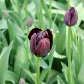 Tulipano Reine de la Nuit