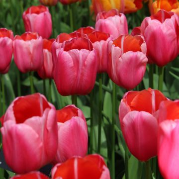 Tulipano Renown