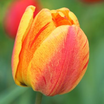 Tulipano Rhapsody of Smiles