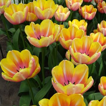 Tulipano Yellow Jumbo Beauty