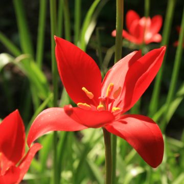 Tulipano sprengeri - Tulipano selvatico