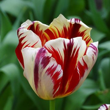 Tulipano Trionfo Grand Perfection