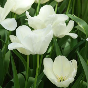 Tulipano Trionfo White Proud