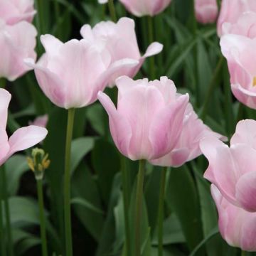 Tulipano Trionfo Bright Pink Lady