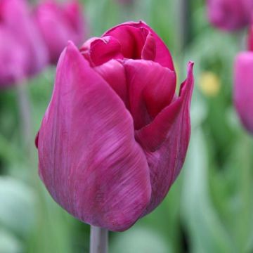 Tulipano Trionfo Purple Lady