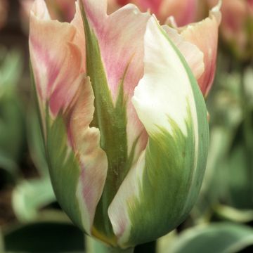 Tulipano viridiflora Blushing Artist