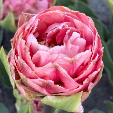 Tulipano Quinty Trustfull