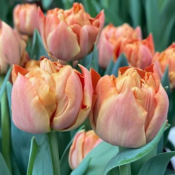 Tulipano Valdivia