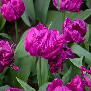 Tulipano Pappagallo Parrot Prince