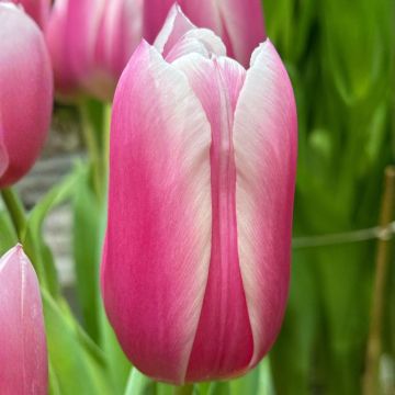 Tulipano Trionfo Kadima