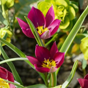 Tulipano botanico humilis Odalisque