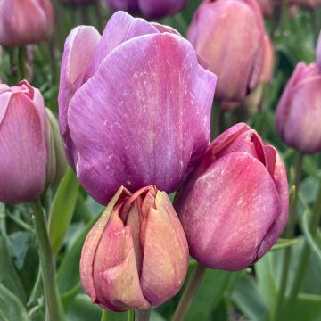 Tulipano Multiflora Blue Heaven