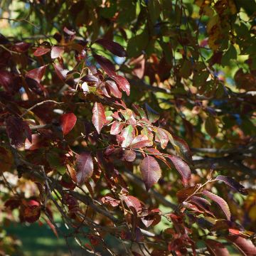 Ulmus Frontier - Olmo ibrido