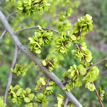Ulmus pumila - Olmo siberiano