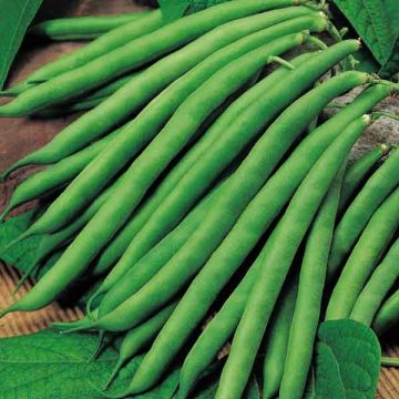 Semi di Fagiolo verde fine Safari