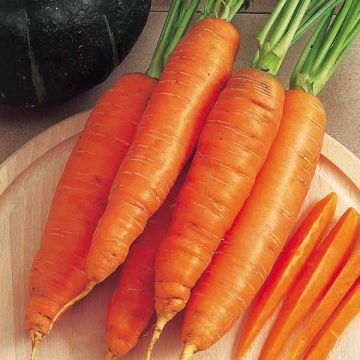 Carota Bangor (semi)