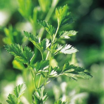 Carum petroselinum - Prezzemolo