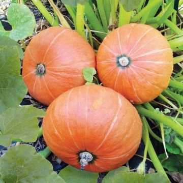 Zucca Amazonka
