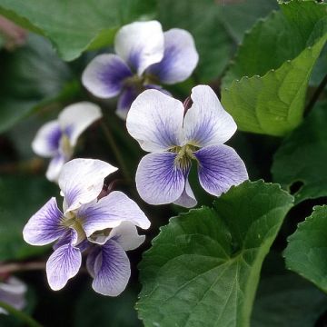 Viola sororia Priceana - Viola sorella