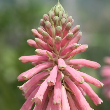 Veltheimia bracteata