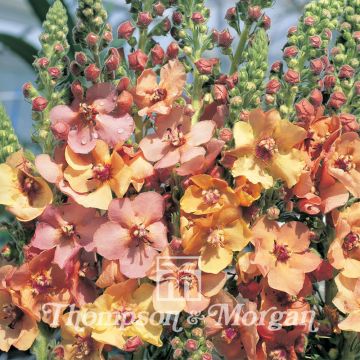 Verbascum Cooper Rose - Verbasco