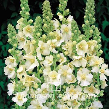 Verbascum Snow Maiden - Verbasco