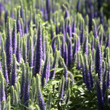 Veronica spicata Blue Candles