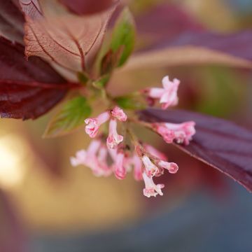 Viburnum Sweet Talker