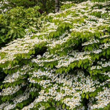 Viburnum plicatum Mariesii Great Star
