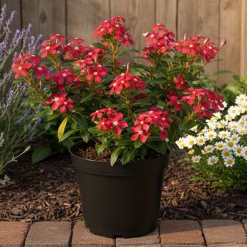 Catharanthus roseus Soiree Cerise White Eye - Pervinca del Madagascar