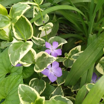 Vinca major Variegata - Pervinca maggiore