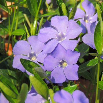 Vinca minor Anna - Pervinca minore